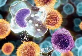 Механізми роботи імунних клітин