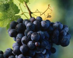Виноград корисний при різних захворюваннях
