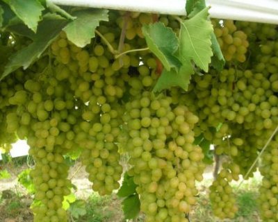 Яскрава палітра користі винограду кишмиш для здоров’я
