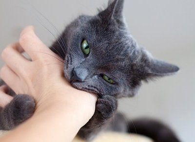 Перша допомога і лікування котячих укусів