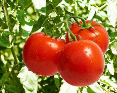 Правда і міфи про томати