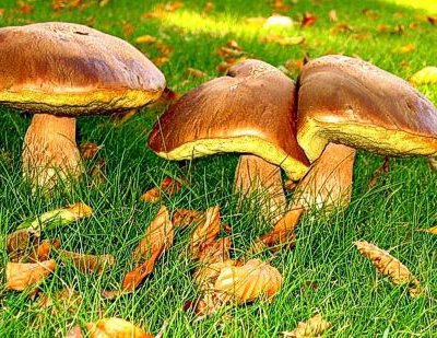 9 міфів про гриби
