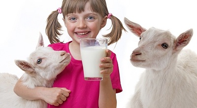 Знахідка для вегетаріанця: козяче молоко. Корисні властивості і протипоказання