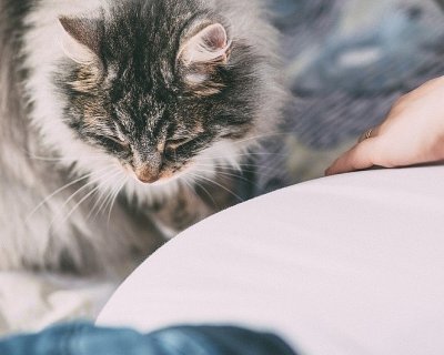 Як проявляється алергія на кішок: симптоми і варіанти лікування