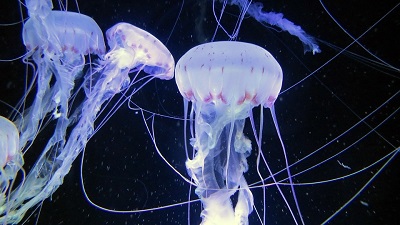 Озброєна і небезпечна: що робити при опіку медузи