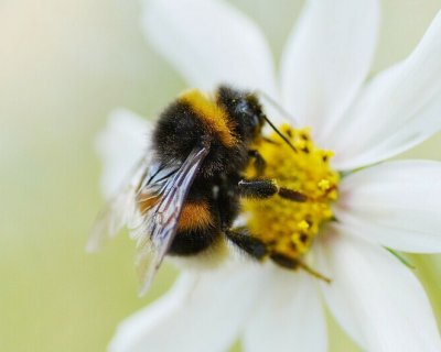 Вкусила бджола: що робити і як допомогти потерпілому
