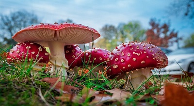 Симптоми отруєння грибами і перша допомога: поради для порятунку