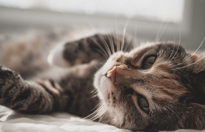 Алергія на кішок: міфи, правда та найефективніші способи лікування